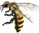 危険なスズメバチの種類