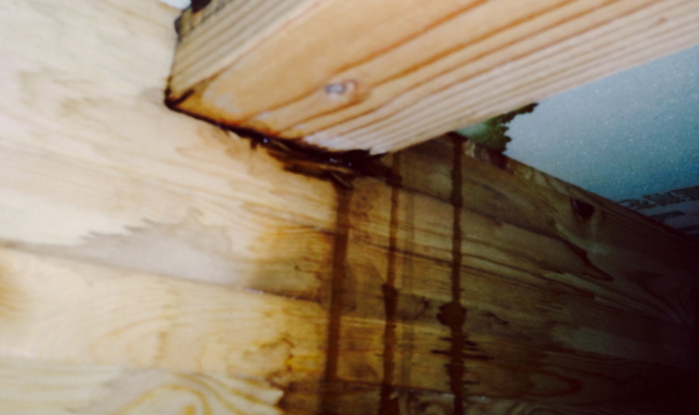 アライグマやハクビシンは屋根裏に巣を作ると、その近くの決まった場所に排泄します。やがて、腐敗した糞尿は雑菌がどんどん繁殖し、多くの感染症の危険が高まります。